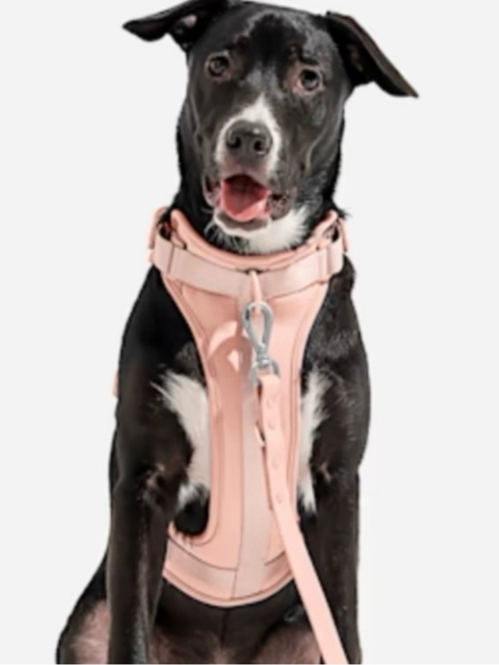 New Wild One Dog Harness